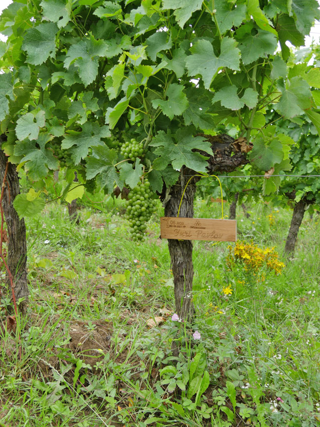 Виноградник на урожай